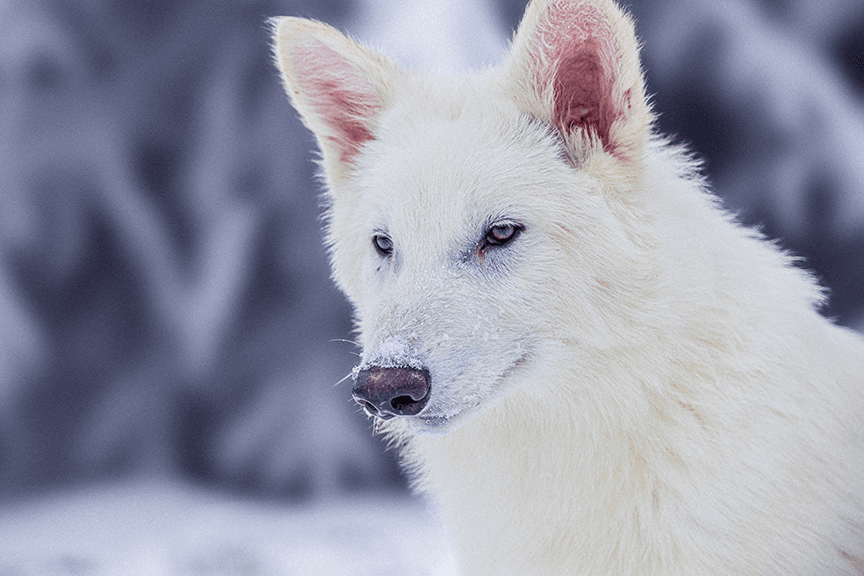 Scientists Claim to Have Brought Back the Dire Wolf